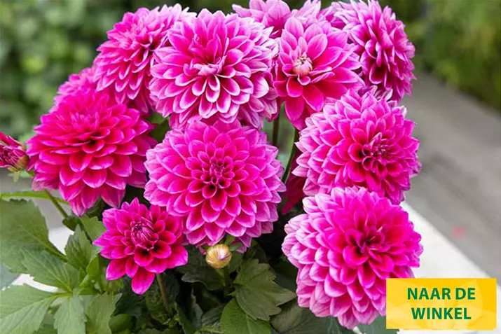 Dahlia-Lubega-Volmary_NL.jpg