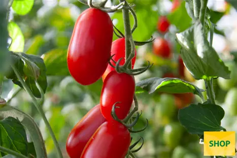 Pi-resistente-Tomate-Phiavita.png