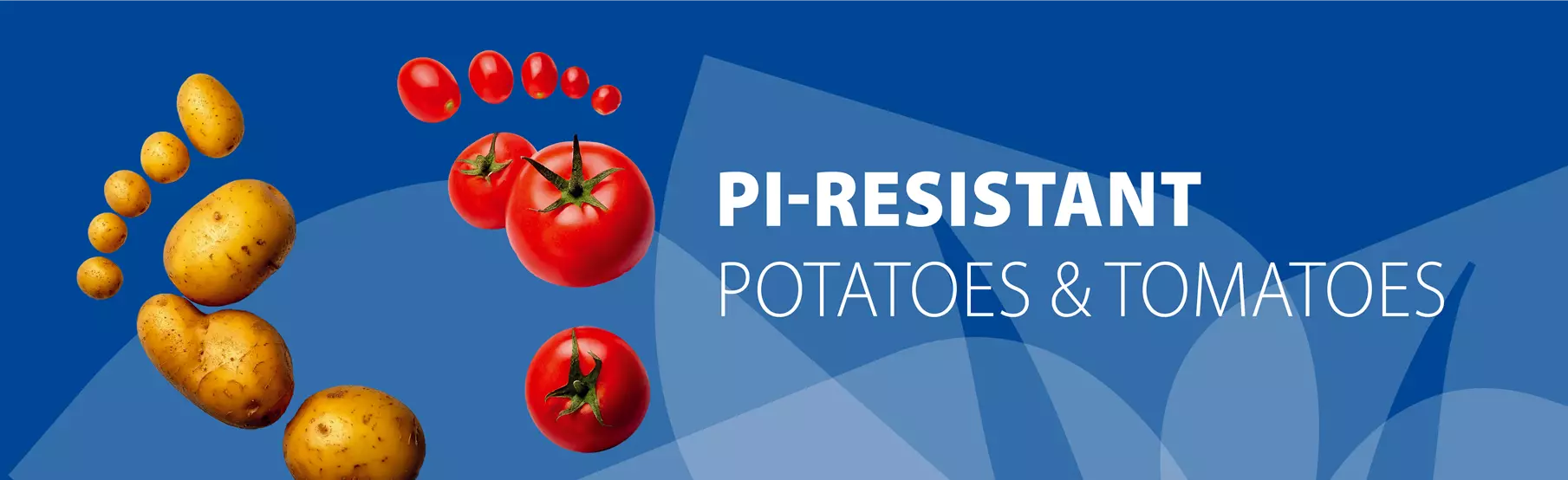 Powdery mildew-resistant tomatoes and potatoes.jpg