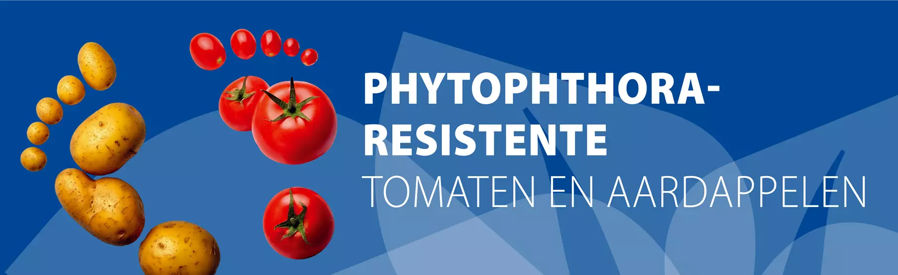 Meeldauwresistente-tomaten-en-aardappelen.jpg