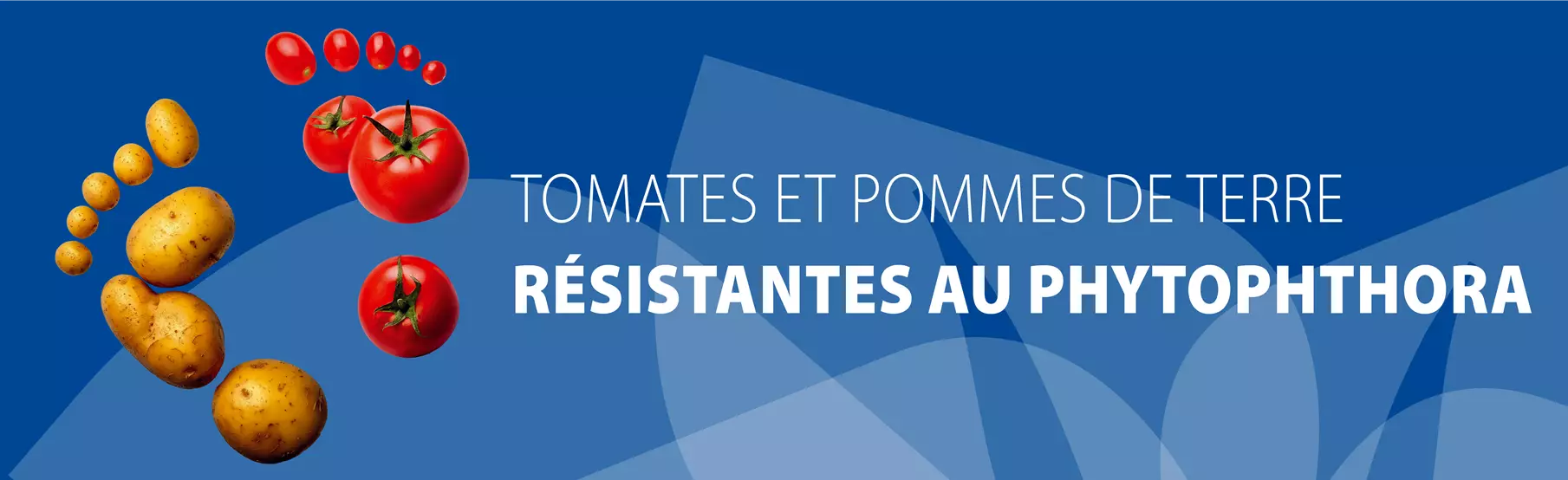 Tomates-et-pommes-de-terre-résistantes-à-l'oïdium.jpg