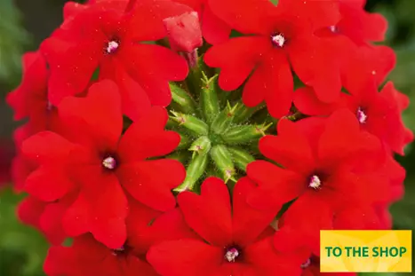 Verbena-Vectura-Scarlet_Volmary.png