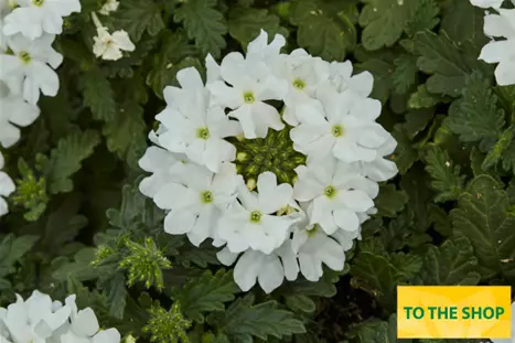Verbena-Vectura-White_Volmary.png