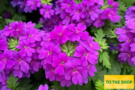Verbena-Vectura-True-Violet_Volmary.png