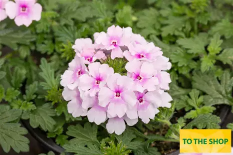 Verbena-Vectura-Soft-Pink-Eye_Volmary.png