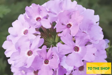 Verbena-Vectura-Lavender_Volmary.png