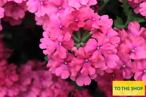 Verbena-Vectura-Salmon-Rose_Volmary.png