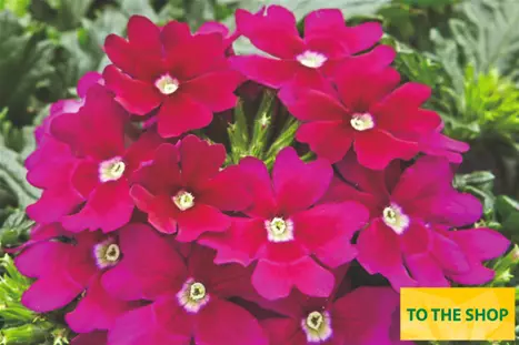 Verbena-Vectura-Burgundy_Volmary.png
