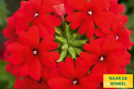 Verbena-Vectura-Scarlet_Volmary_NL.png