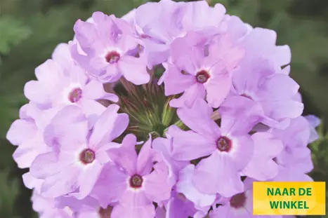 Verbena-Vectura-Lavender_Volmary_NL.png