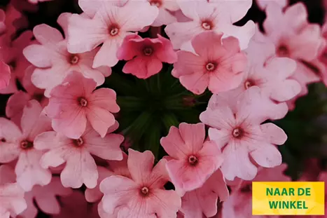 Verbena-Vectura-Salmon-Rose_Volmary_NL.png