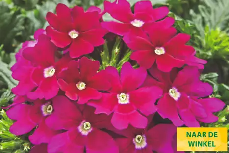 Verbena-Vectura-Burgundy_Volmary_NL.png