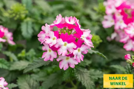 Verbena-Vectura-Rose-Wing_Volmary_NL.png