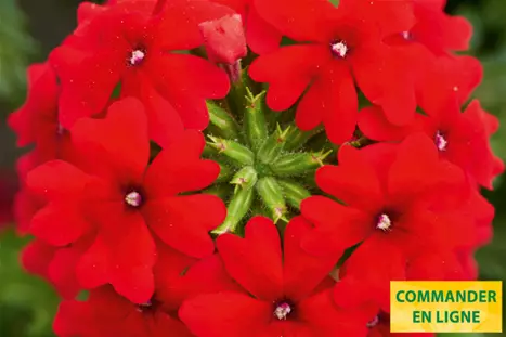 Verbena-Vectura-Scarlet_Volmary_FR.png