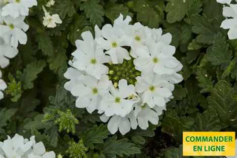 Verbena-Vectura-White_Volmary_FR.png