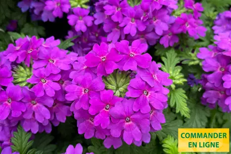 Verbena-Vextura-True-Violet_Volmary_FR.png