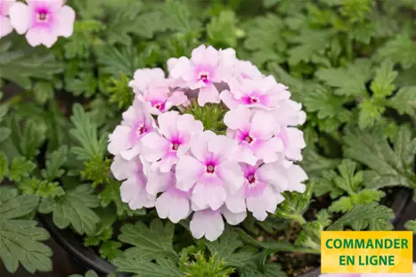 Verbena-Vectura-Soft-Pink-Eye_Volmary_FR.png