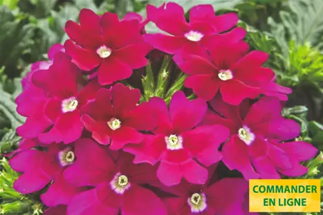 Verbena-Vectura-Burgundy_Volmary_FR.png