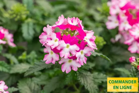 Verbena-Vectura-Rose-Wing_Volmary_FR.png