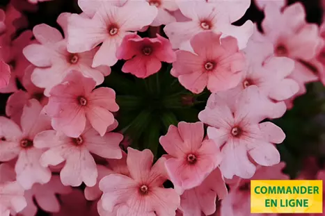 Verbena-Vectura-Peach_Volmary_FR.png