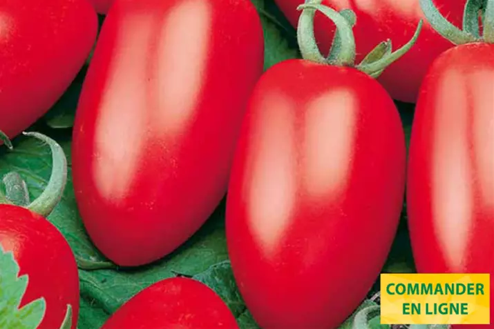 Petite-San-Marzano-Tomate_Volmary_FR.png