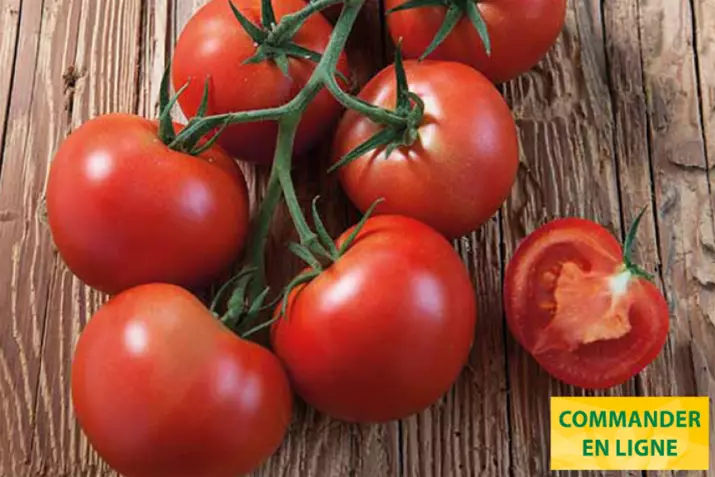 Tomate-en-grappe-Starlias-Red_Volmary_FR.png
