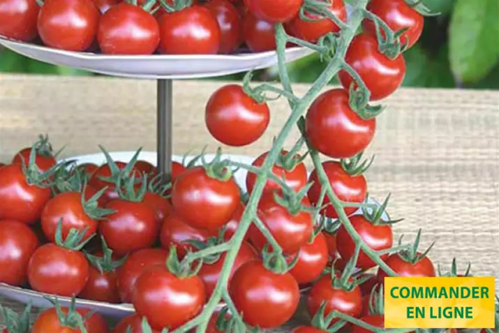 Tomate-cerise-d'exterieur-Philovita_Volmary_FR.png