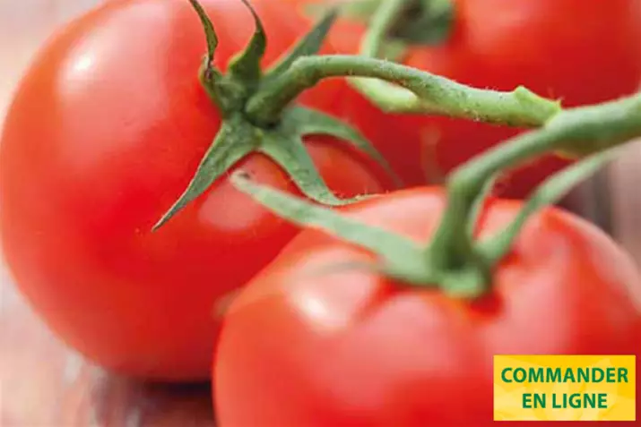 Tomate-savoureuse-Campos_Volmary_FR.png