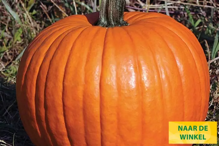 Halloween-Pompoen-Racer-Plus_Volmary_NL (1).png