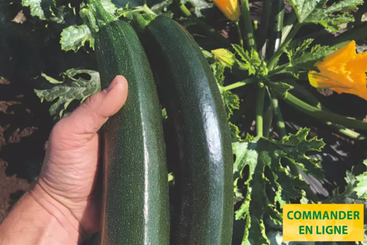 Courgette-Divara-Green_Volmary_FR.png