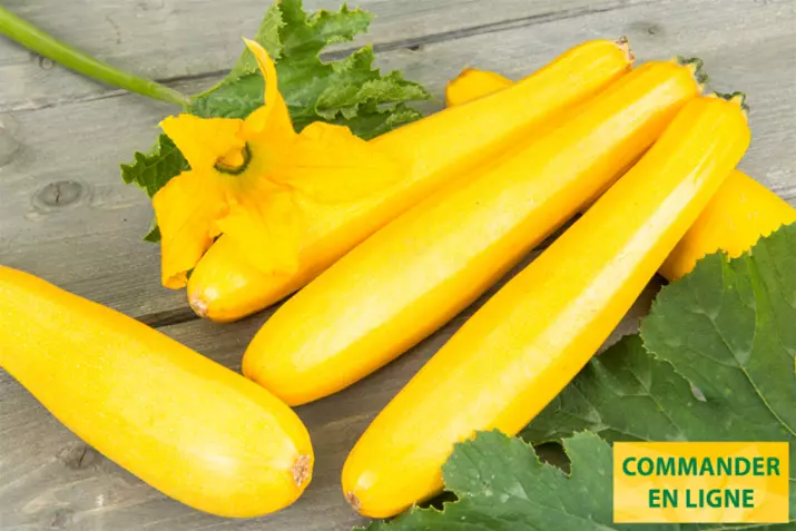 Courgette-Divara-Yellow_Volmary_FR.png