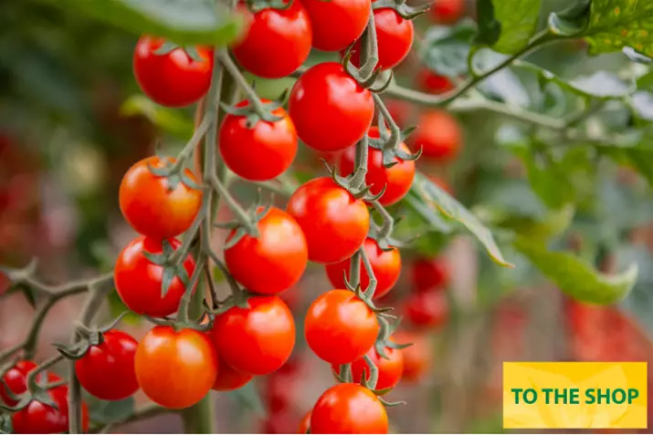 Open-pollinated-organic-cherry-tomato-cheralita.png