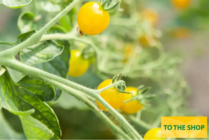 Open-pollinated-yellow-organic-cherry-tomato-yellow-clementine.png