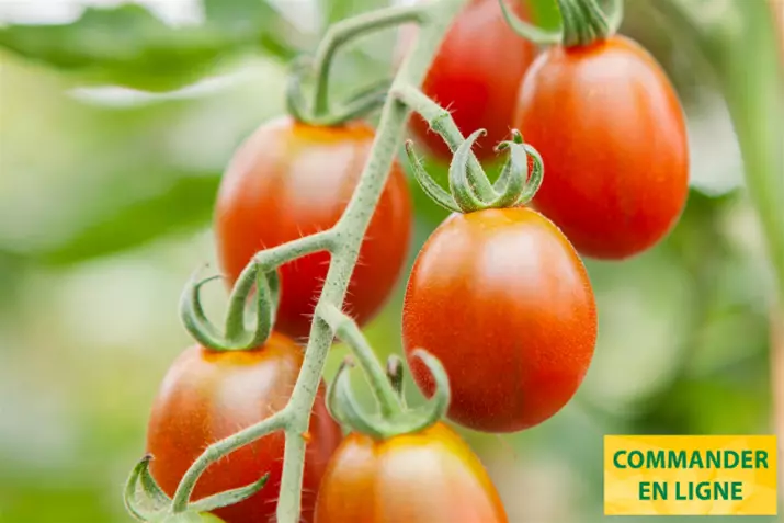 Tomate-cerise-bio-resistante-aux-graines-bronzy.png