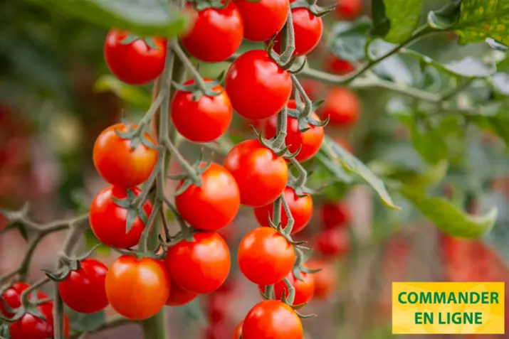 Tomate-cerise-bio-resistante-aux-graines-cheralita.png