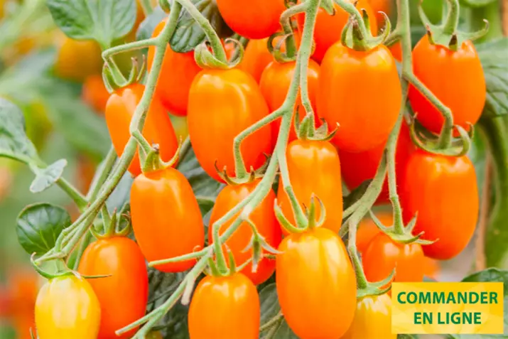 Tomate-cerise-bio-resistante-aux-graines-ormato.png
