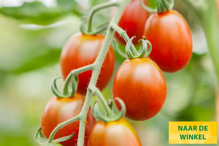 Zaadveste-biologische-cherrytomaat-bronzy.png