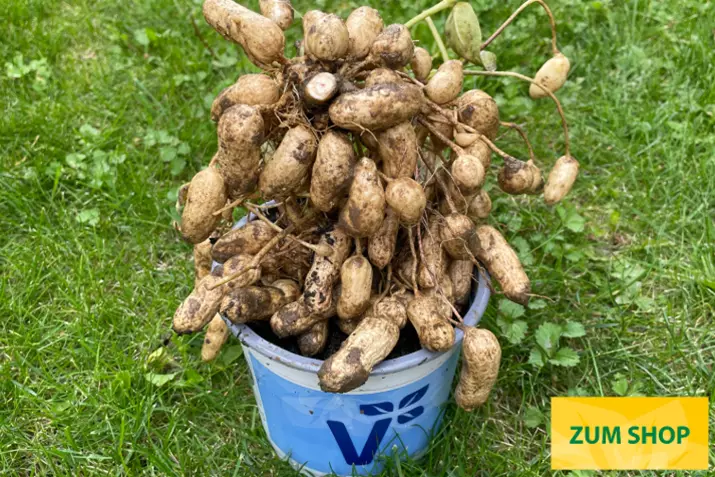 Erdnuss-Salomat-Arachis-Hypogaea_Volmary.png Erdnuss-Salomat-Arachis-Hypogaea_Volmary.png