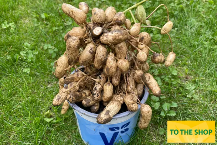 Peanut-Salomat-Arachis-Hypogaea_Volmary.png Peanut-Salomat-Arachis-Hypogaea_Volmary.png