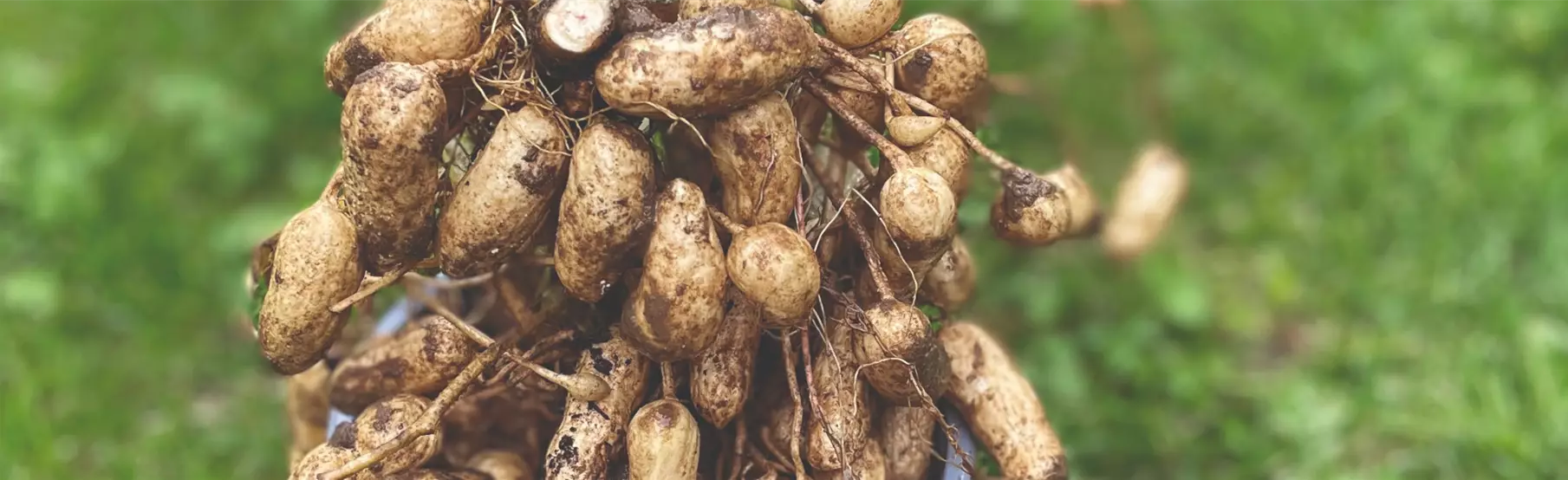 Arachis-hypogaea-Peanut-Young-Plants_Volmary.png