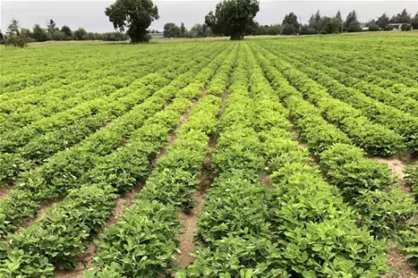 Peanut-cultivation-Salomat-Volmary.JPG