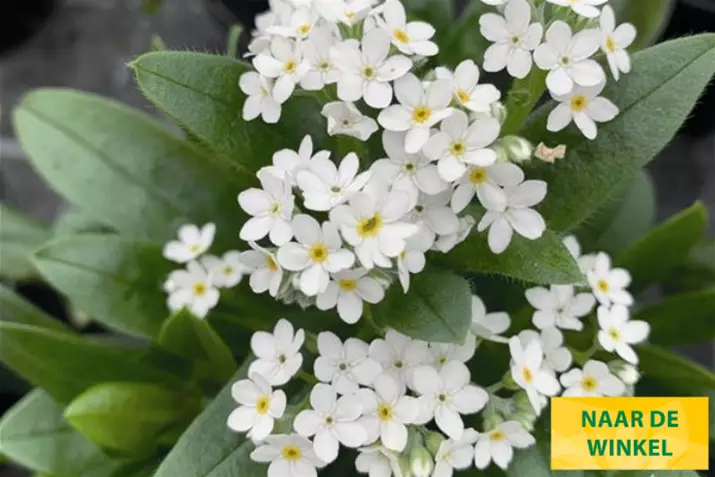 Myosotis-Great-Friend_Volmary_NL.png