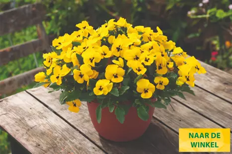Viola-Volante-Compact-Yellow_Volmary_NL.png