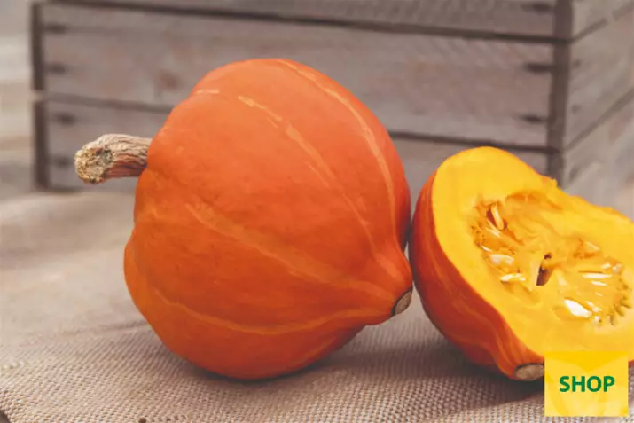 Cucurbita-Maxima-Hokkaido-Amoro_Volmary.png Cucurbita-Maxima-Hokkaido-Amoro_Volmary.png