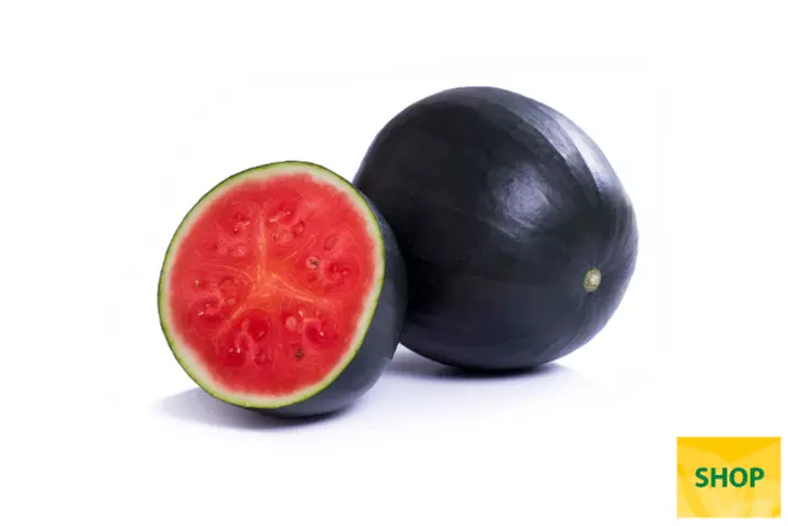 Mini-Watermelone-Conguita.png Mini-Watermelone-Conguita.png