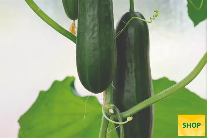 Mini-Cucumber-Citaro_Volmary.png Mini-Cucumber-Citaro_Volmary.png