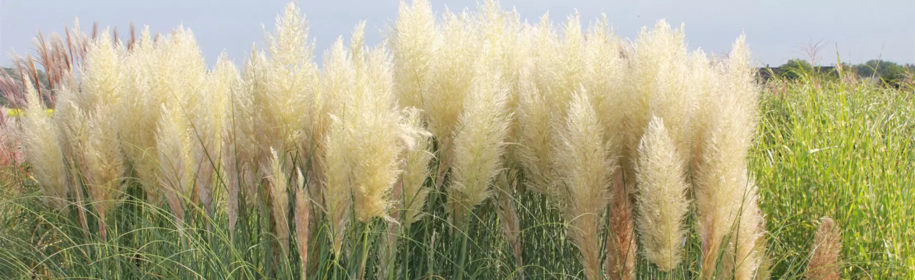 Cortaderia-Selloana_Volmary.png