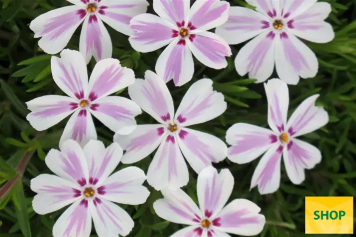 Phlox-Subulata-Candy-Stripes_Volmary.png