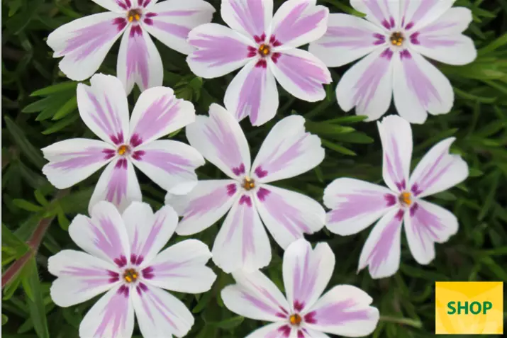 Phlox-Subulata-Candy-Stripes_Volmary.png