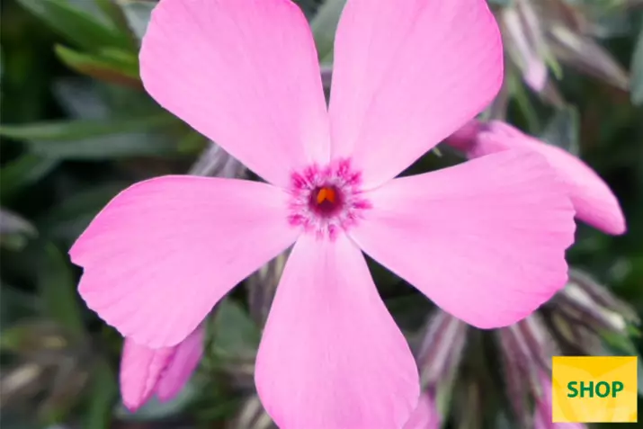 Phlox-Subulata-Drummond-Pink_Volmary.png